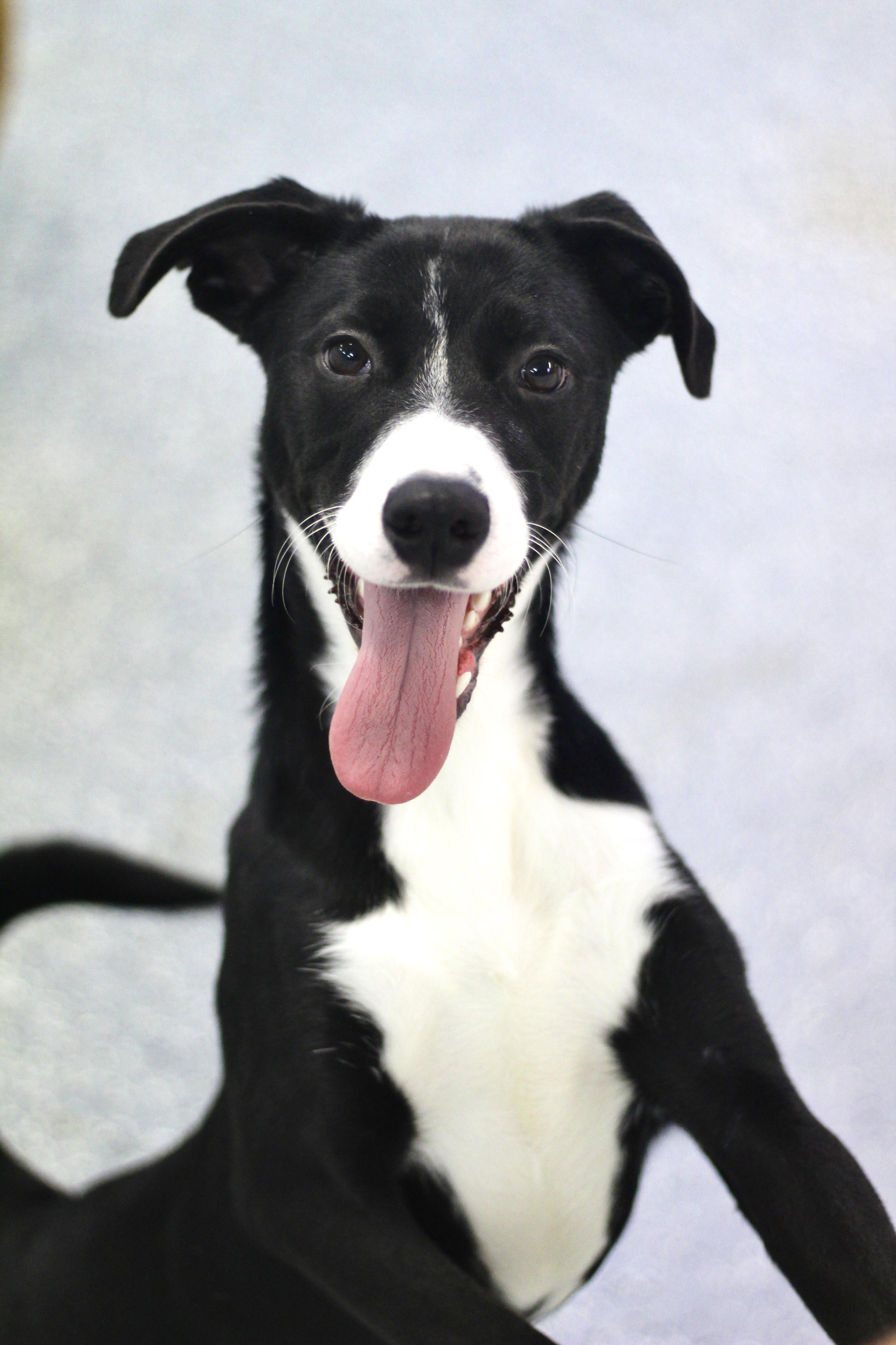 Enlarge Duffle in NH! Come Meet our Adoptable Dogs Wednesday-Saturday. More info in Bio!, a ADOPTABLE mixed breed in Manchester, NH image 1/1