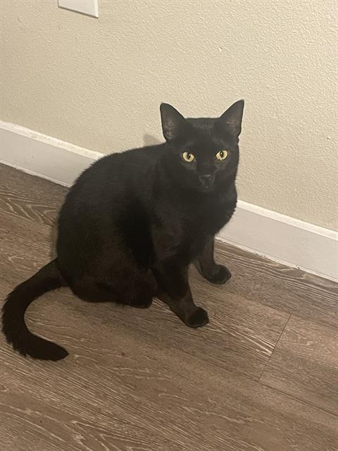 Enlarge SEBASTIAN, a Adoptable Domestic Short Hair in Pasadena, TX image 1/1