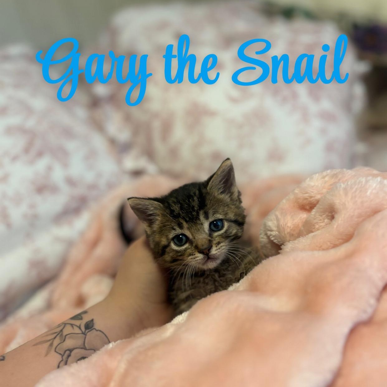 Gary The Snail, ADOPTABLE, Kitten Male Domestic Medium Hair.