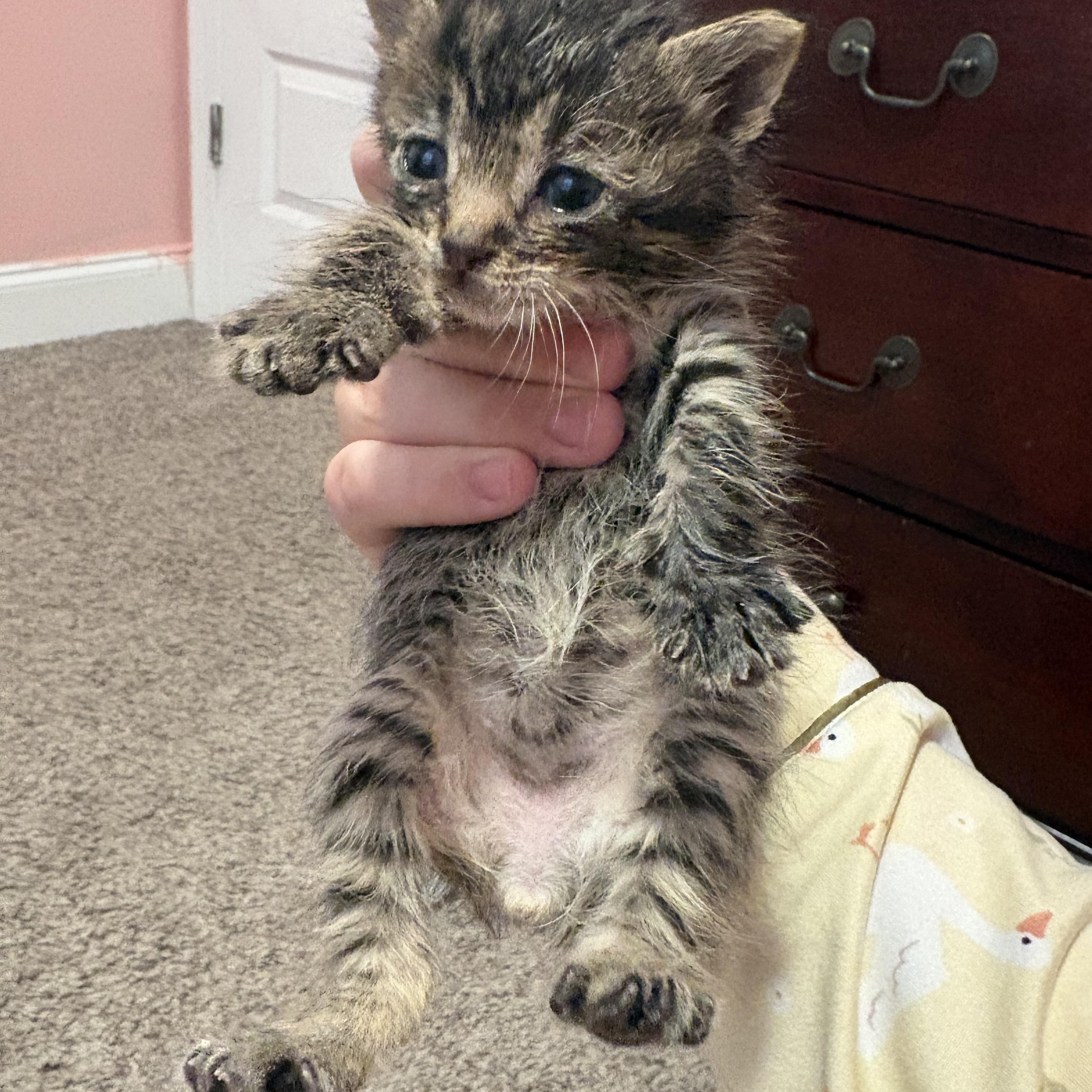 Enlarge Gary The Snail, a ADOPTABLE Domestic Medium Hair in Youngstown, FL image 3/4