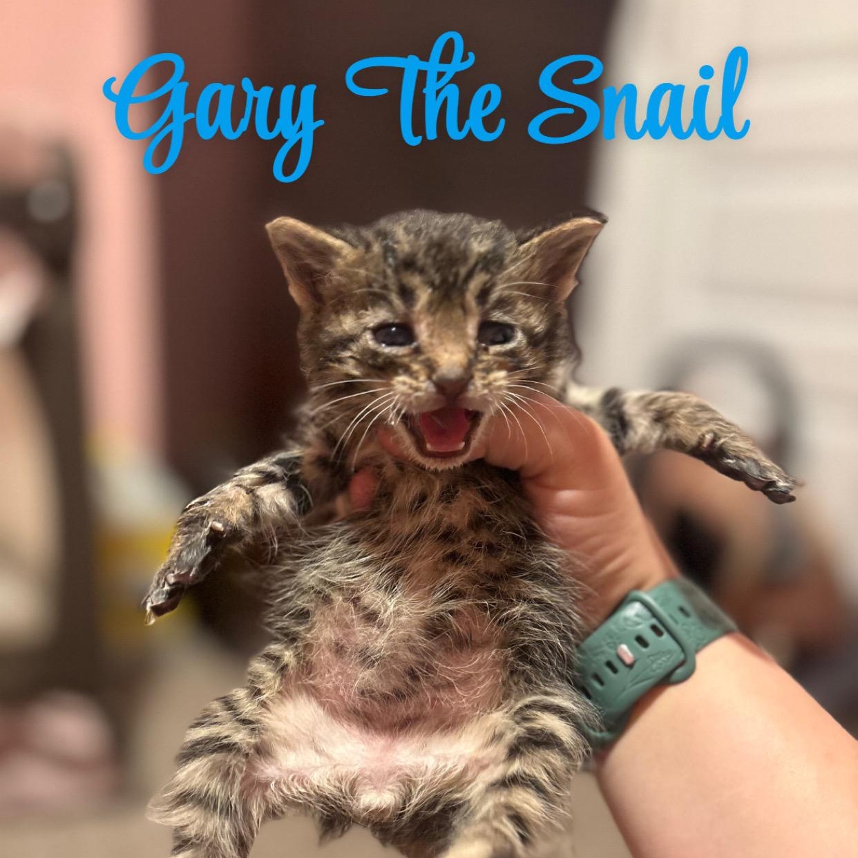 Enlarge Gary The Snail, a ADOPTABLE Domestic Medium Hair in Youngstown, FL image 2/4
