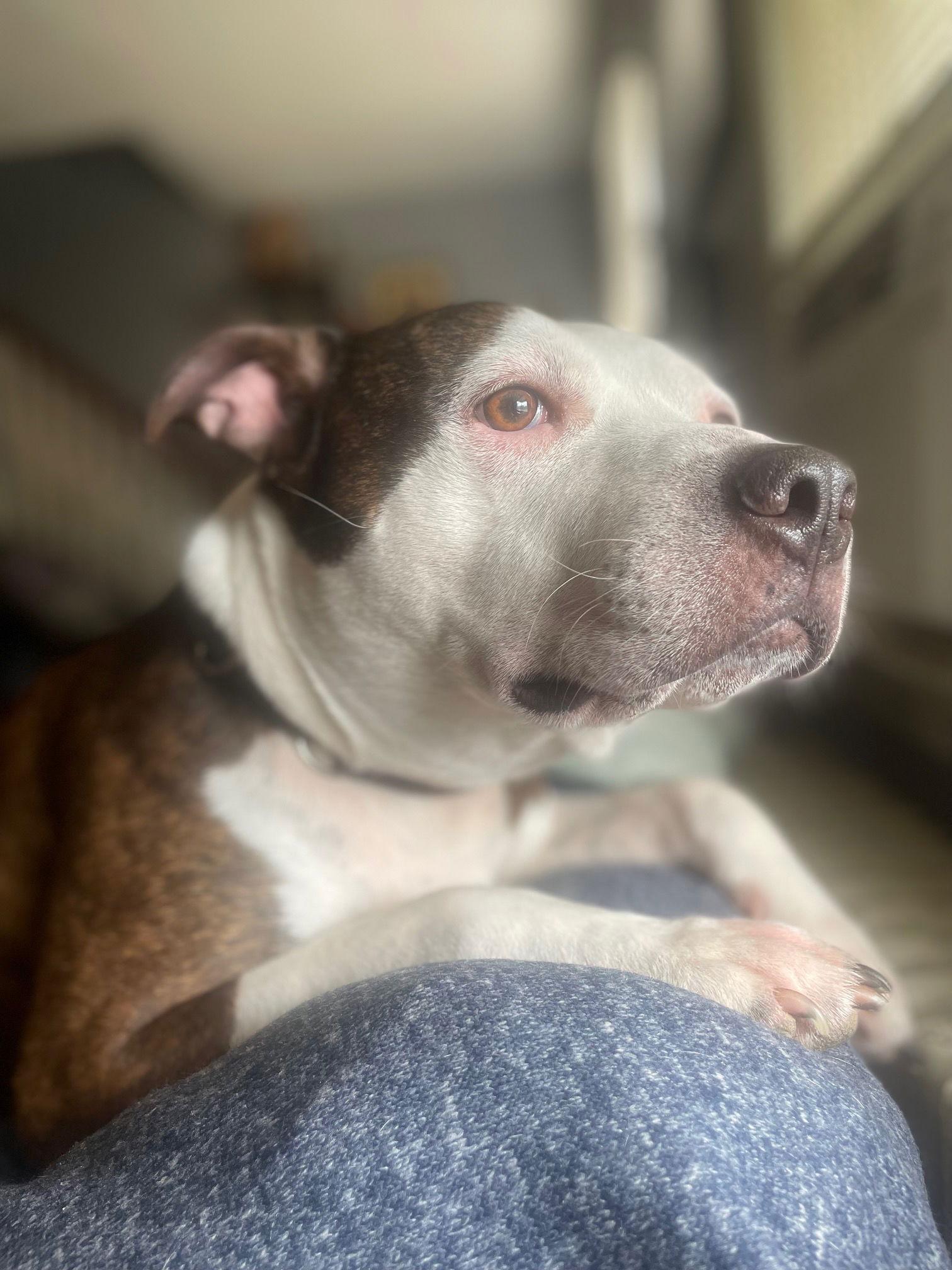 Enlarge Bug, a Adoptable mixed breed in Baltimore, MD image 1/3