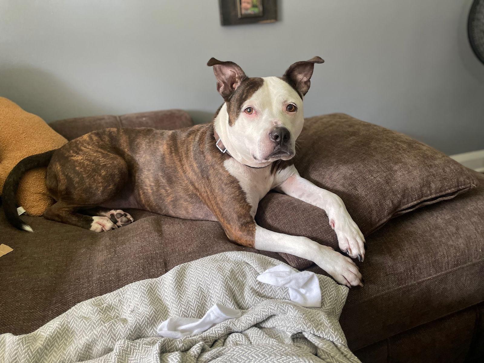 Enlarge Bug, a Adoptable mixed breed in Baltimore, MD image 3/3