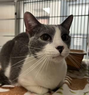 Mr. Tibbs, Adoptable, Adult Male Domestic Short Hair.