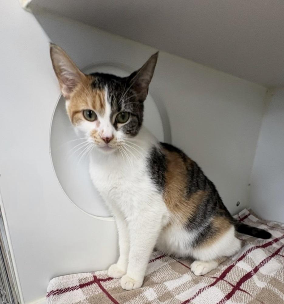 Sissy, Adopted, Adult Female Domestic Short Hair.