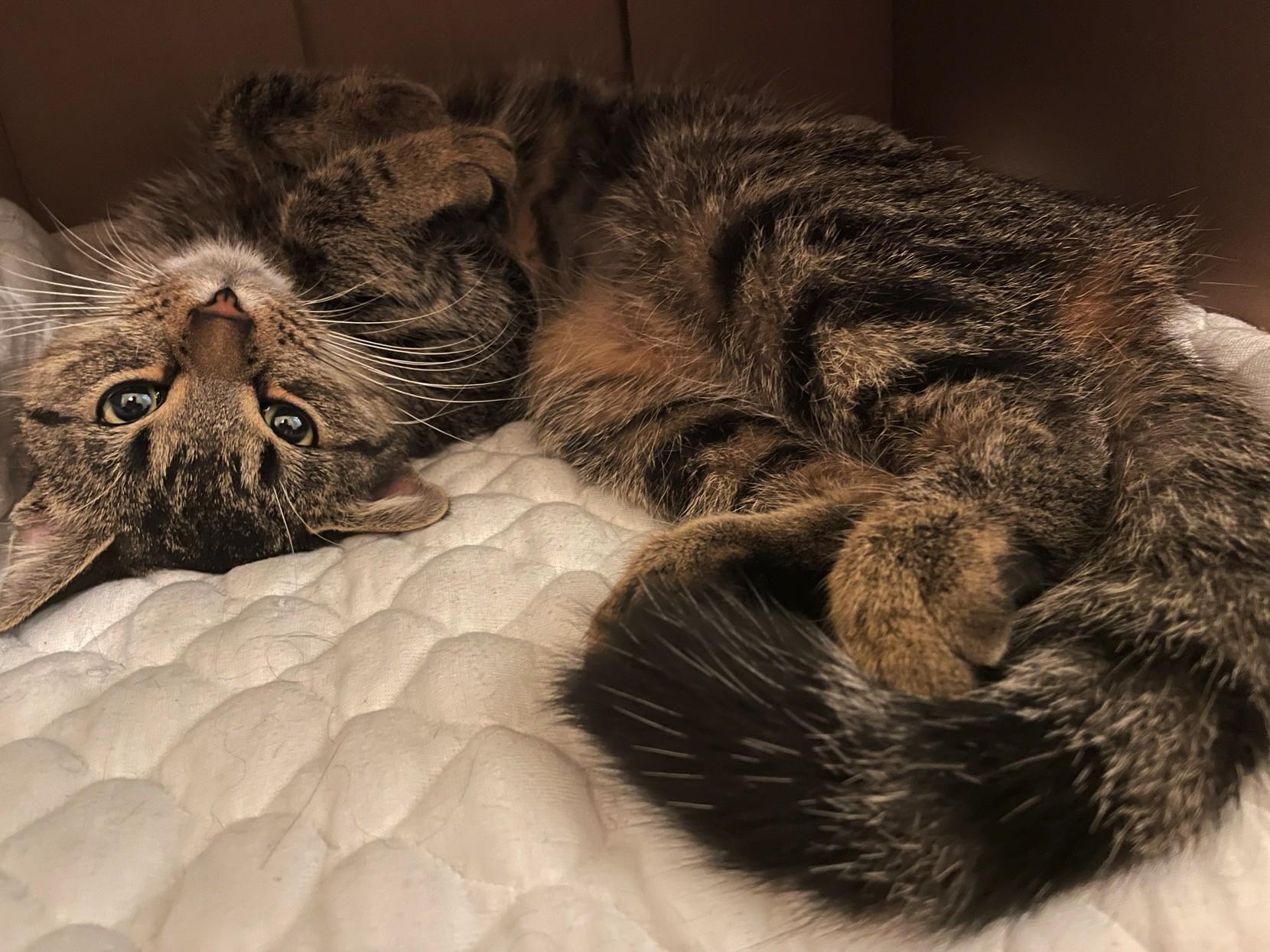 Enlarge Nala, an adopted Tabby in Stoney Creek, ON image 1/2