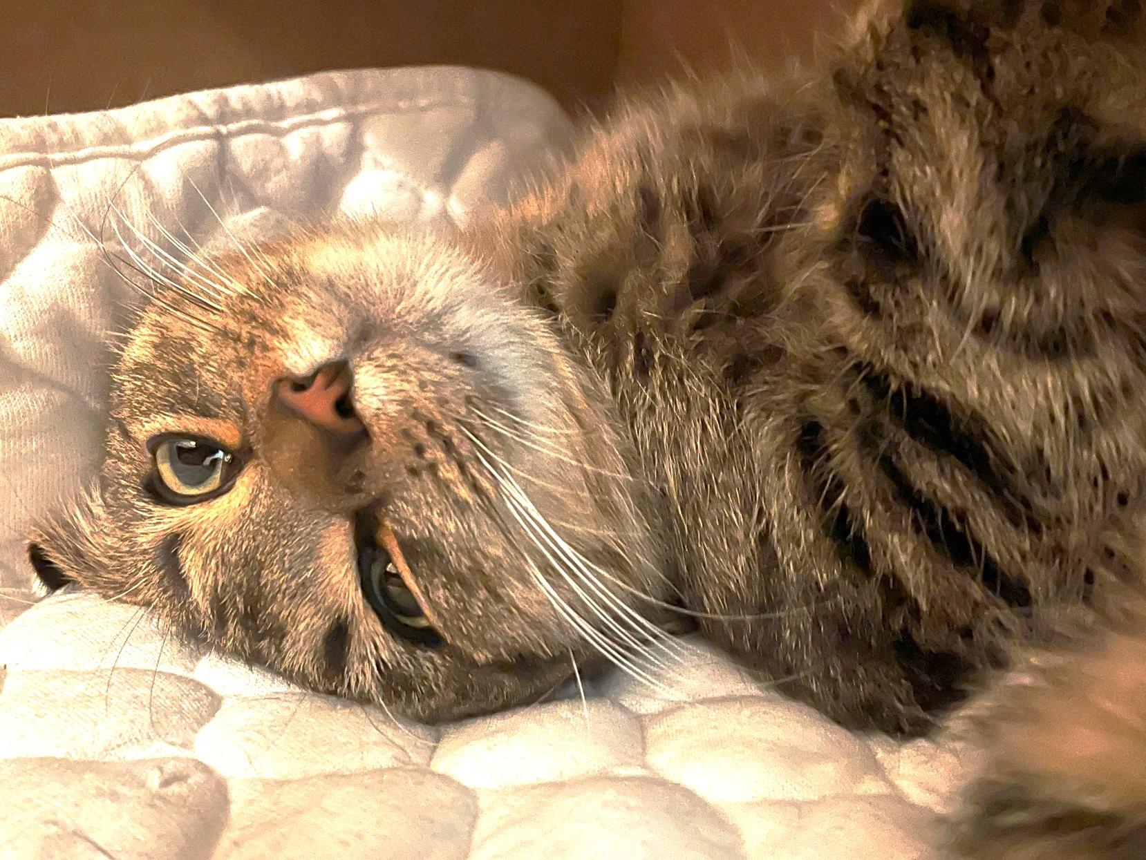 Enlarge Nala, an adopted Tabby in Stoney Creek, ON image 2/2