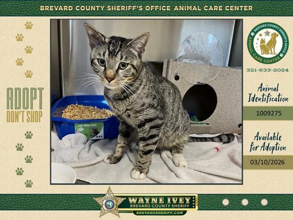 Enlarge Chibi, a Adoptable mixed breed in Melbourne, FL image 2/2