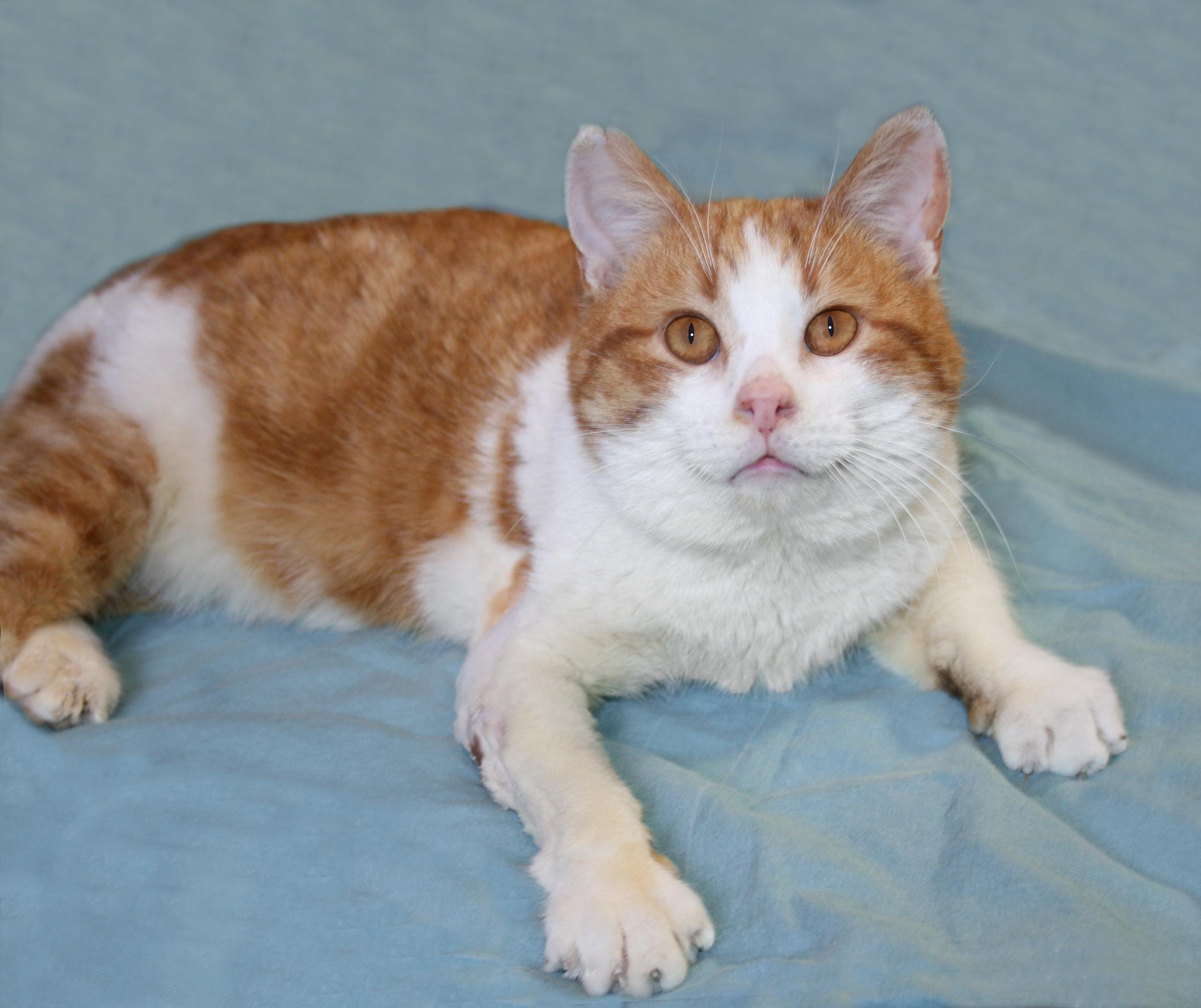 Enlarge Stormy, a ADOPTABLE Tabby in Victoria, MN image 3/3