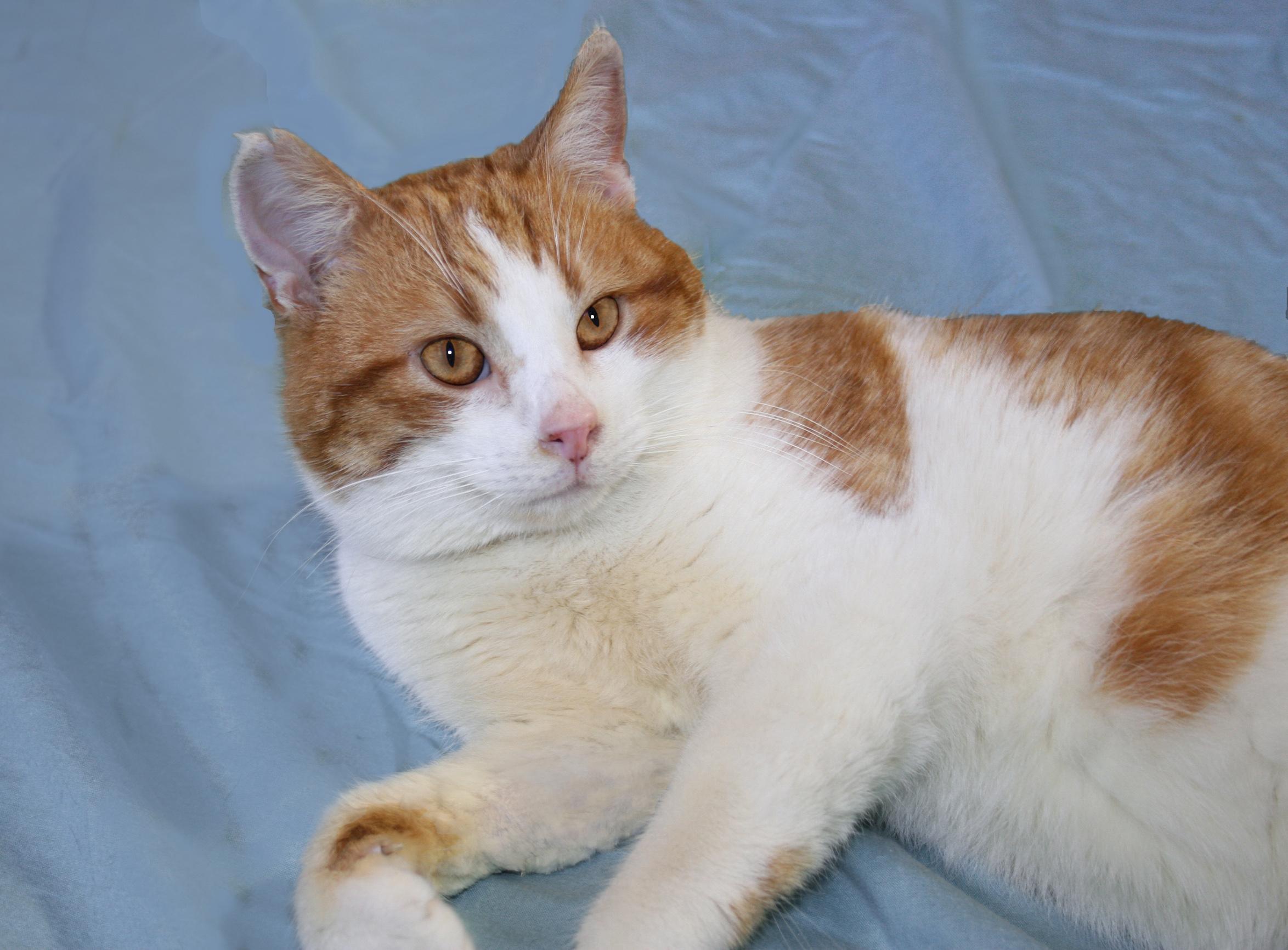 Stormy, ADOPTABLE, Young Male Tabby.