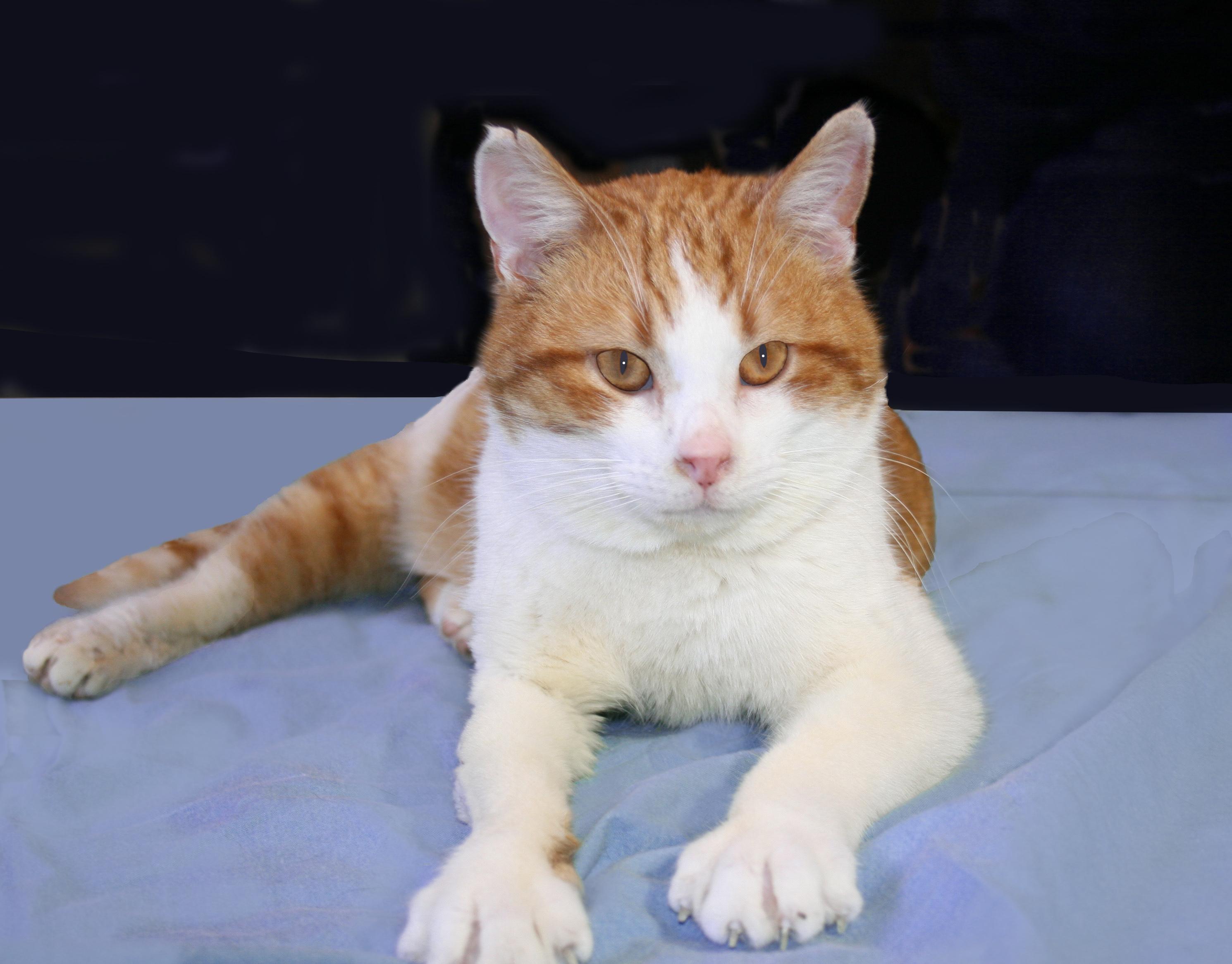 Enlarge Stormy, a ADOPTABLE Tabby in Victoria, MN image 2/3