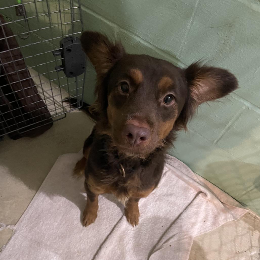 Violet, Adoptable, Adult Female Spaniel & Mixed Breed.