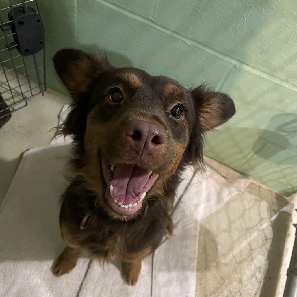 Enlarge Violet, a Adoptable mixed breed in Mundelein, IL image 2/2