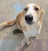 Mochila, Adoptable, Young Female Labrador Retriever & Plott Hound.