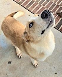 Mochila, a Adoptable mixed breed in Mount Airy, NC image 2/4