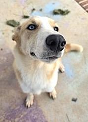 Mochila, a Adoptable mixed breed in Mount Airy, NC image 3/4