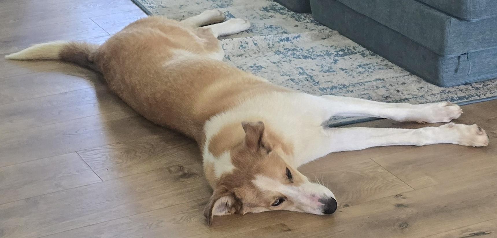 Enlarge Mochila, a Adoptable mixed breed in Mount Airy, NC image 2/5