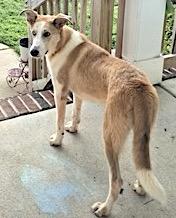 Mochila, a Adoptable mixed breed in Mount Airy, NC image 4/4