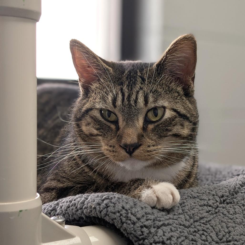 Tom, Adoptable, Adult Male Domestic Short Hair.