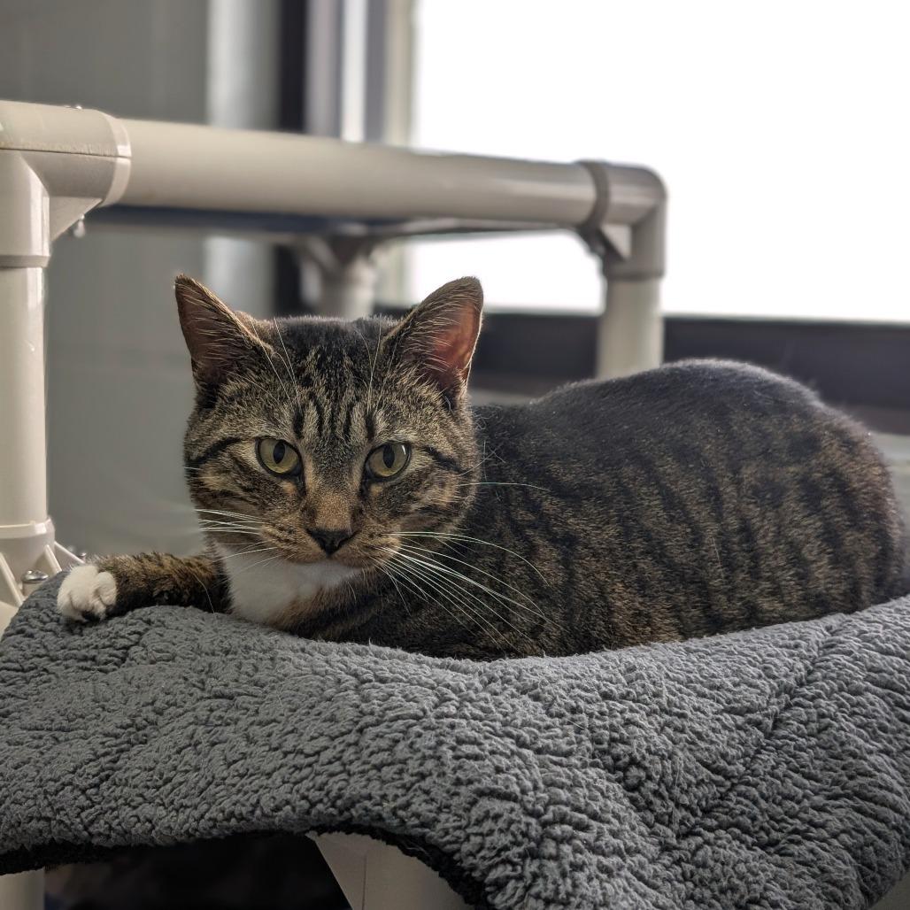 Enlarge Tom, a Adoptable Domestic Short Hair in Brookfield, WI image 2/3