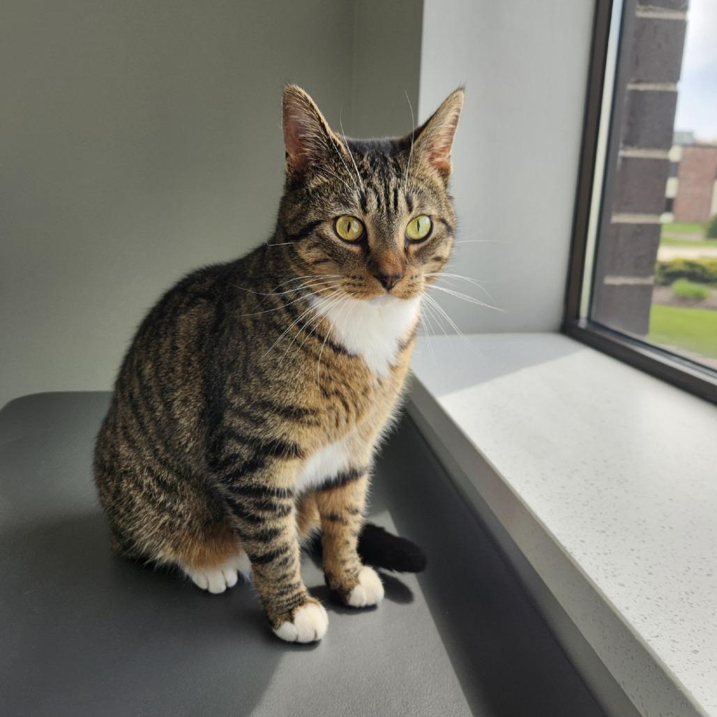 Enlarge Tom, a Adoptable Domestic Short Hair in Brookfield, WI image 3/3