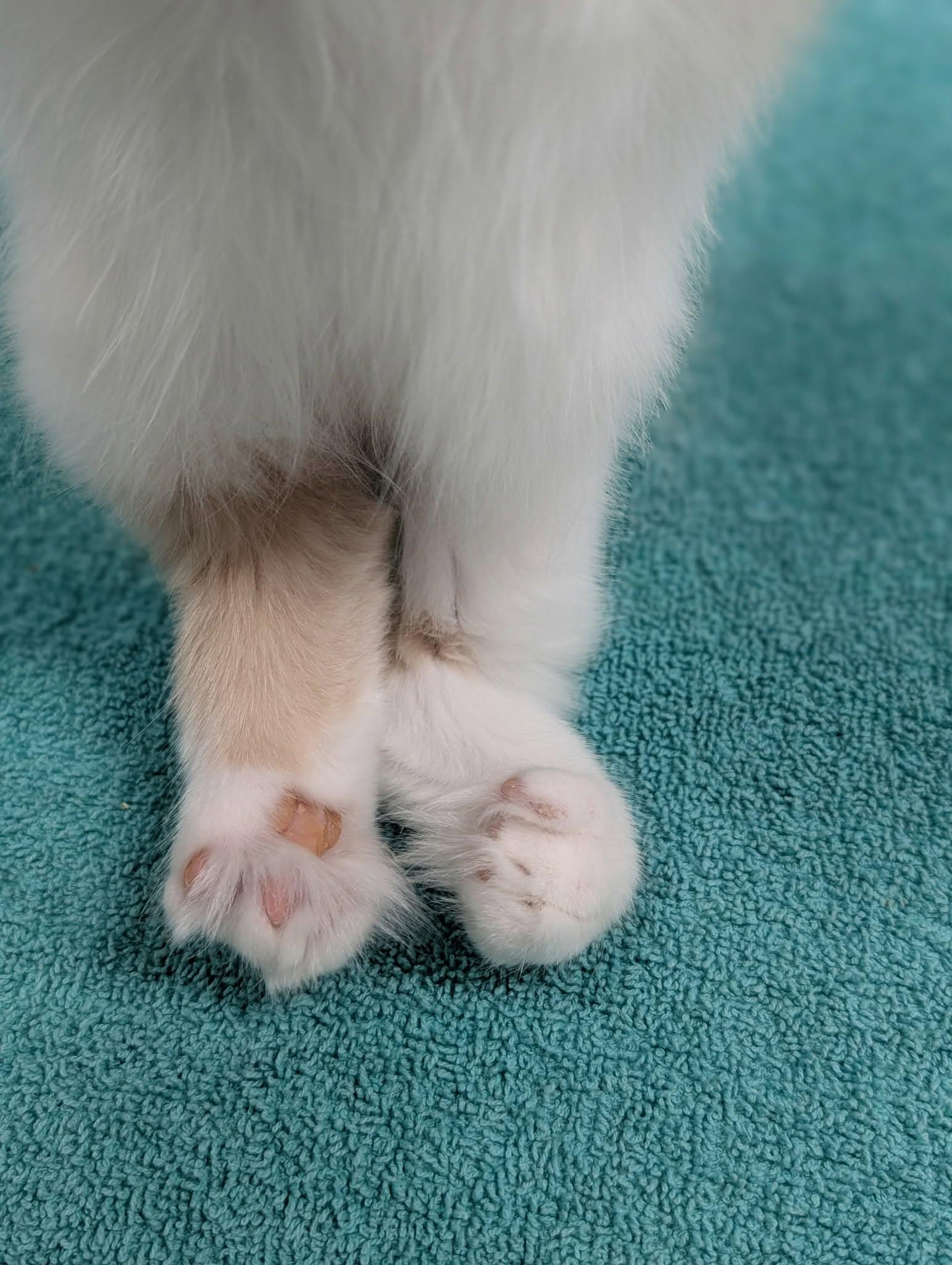 Enlarge Marvin, a Adopted Domestic Long Hair in Blaine, MN image 2/5