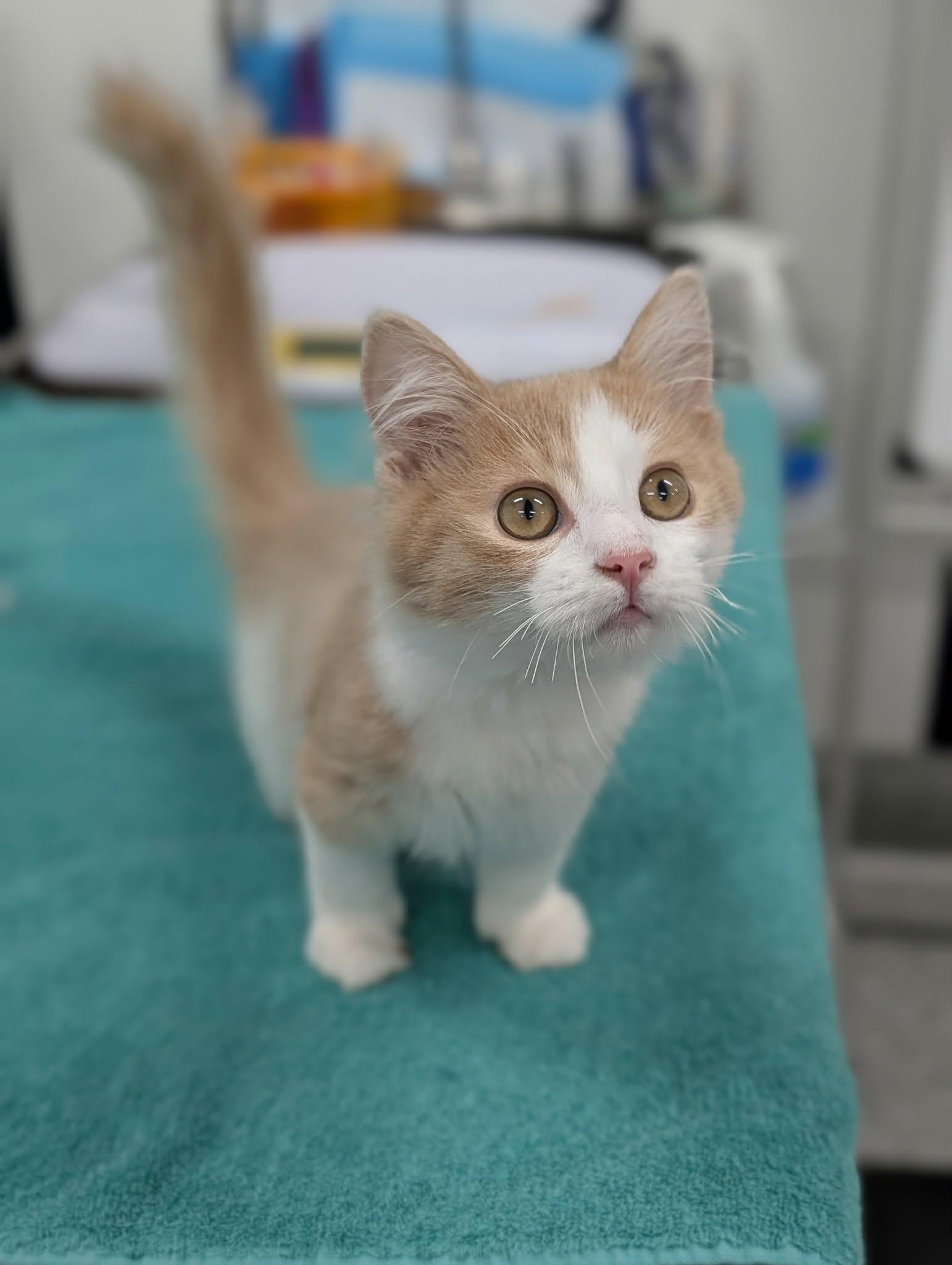 Marvin, Adopted, Young Male Domestic Long Hair.