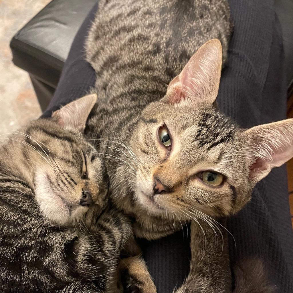 Gabriel (and Ingrid), Adoptable, Kitten Male Domestic Short Hair.