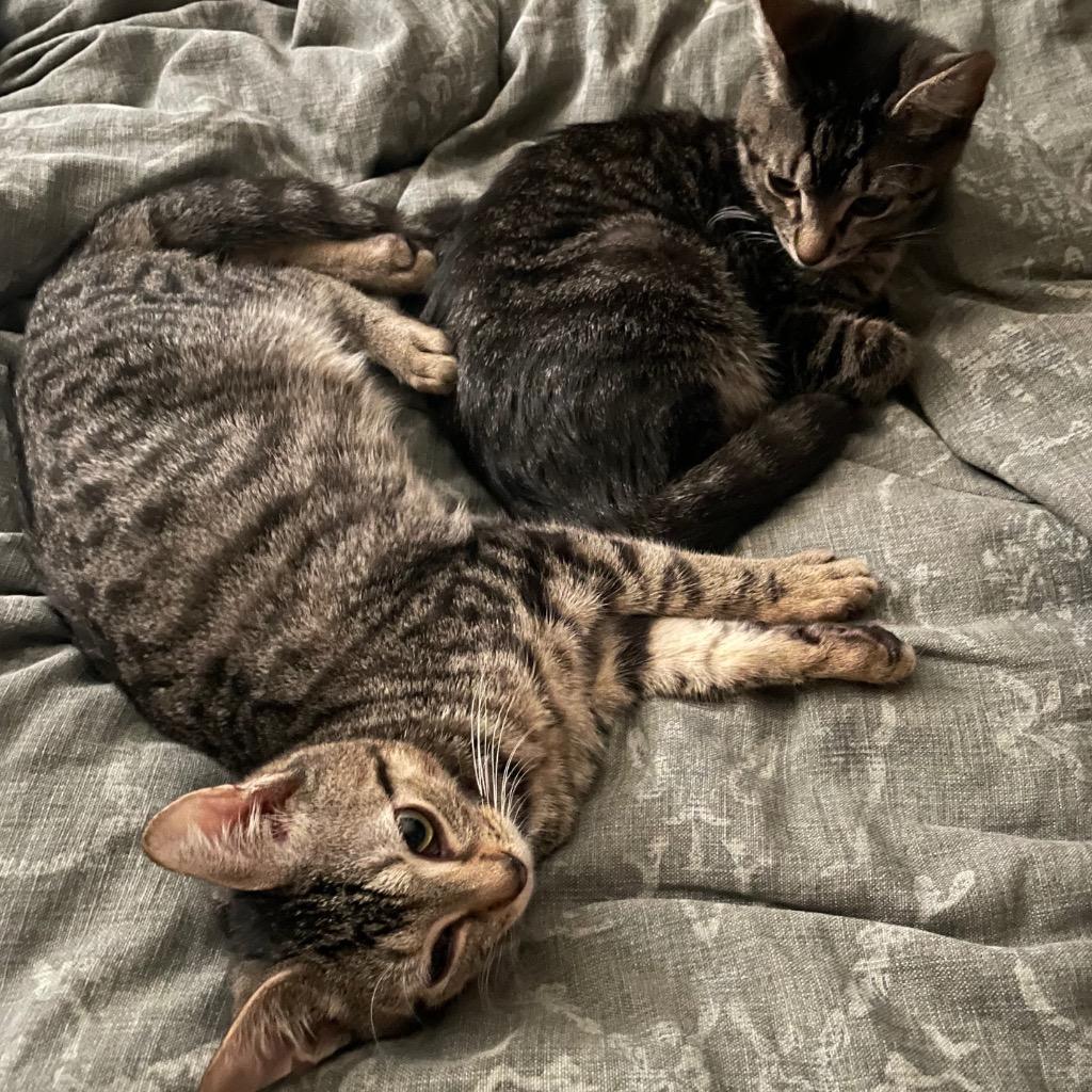 Gabriel (and Ingrid), Adoptable, Kitten Male Domestic Short Hair.