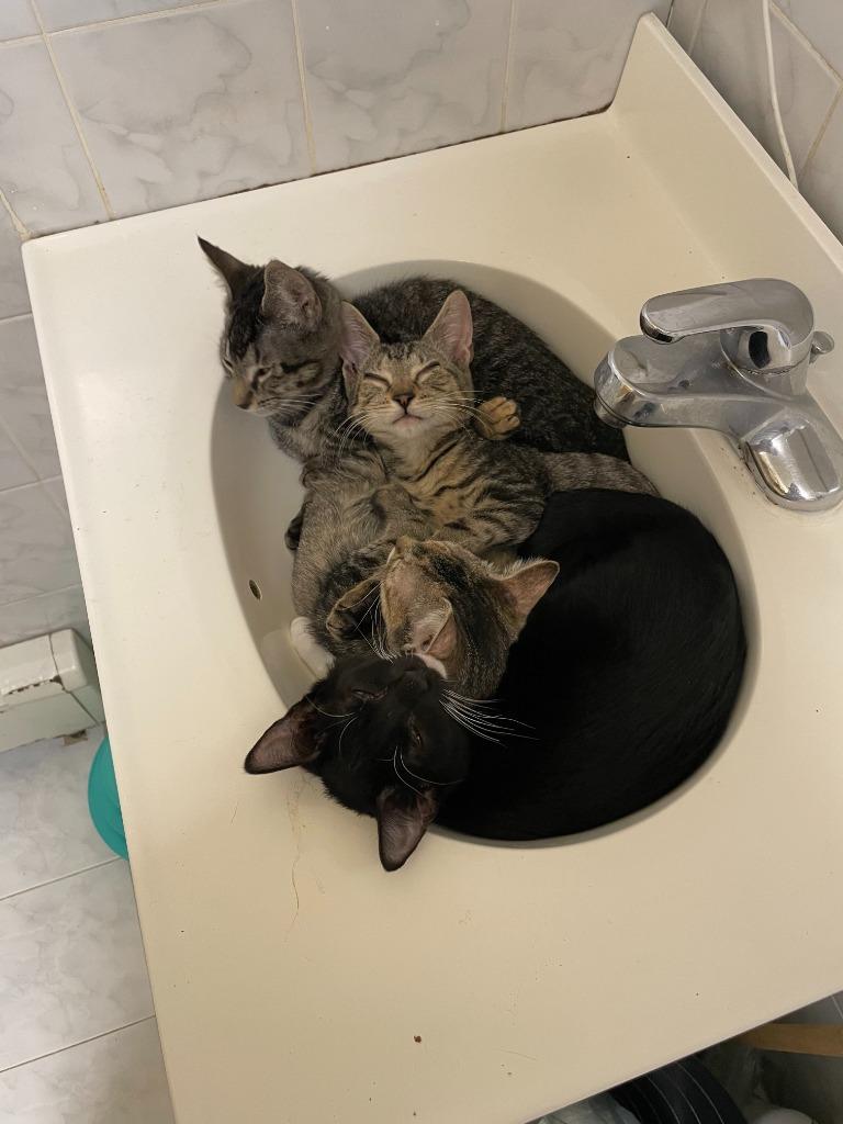 Gabriel (and Ingrid), a Found mixed breed in New York, NY image 3/6