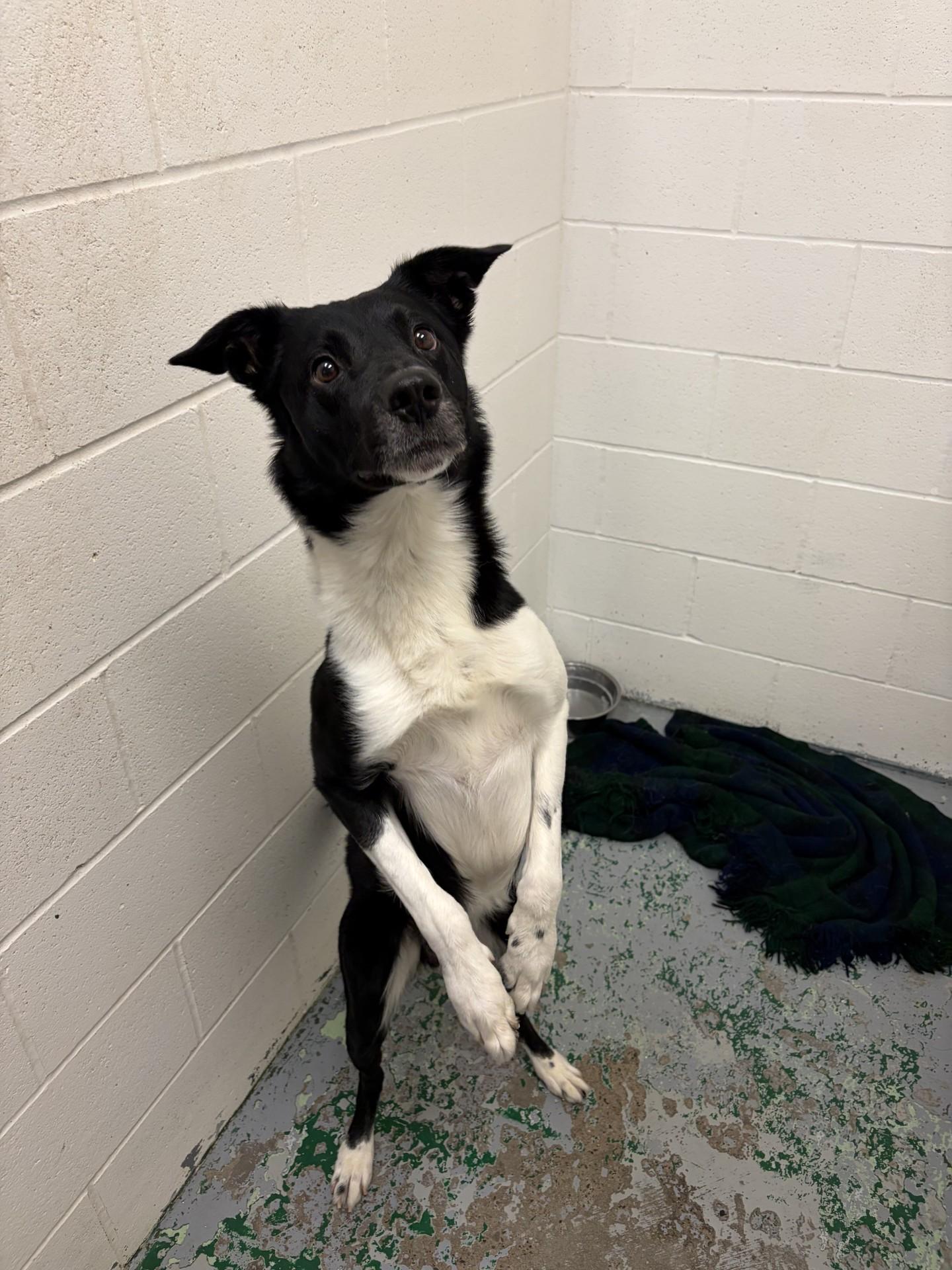Enlarge Colson, a ADOPTABLE Border Collie in Spokane, WA image 2/2