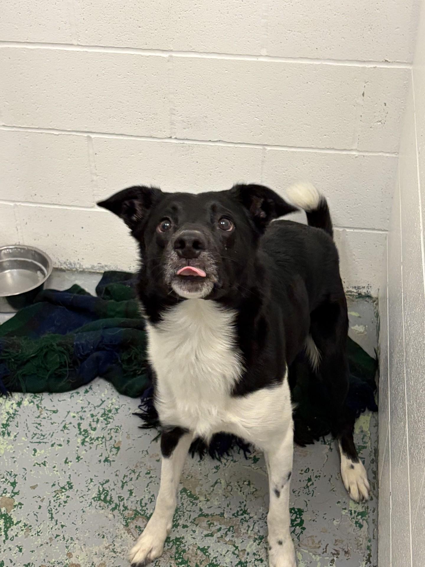 Enlarge Colson, a ADOPTABLE Border Collie in Spokane, WA image 1/2