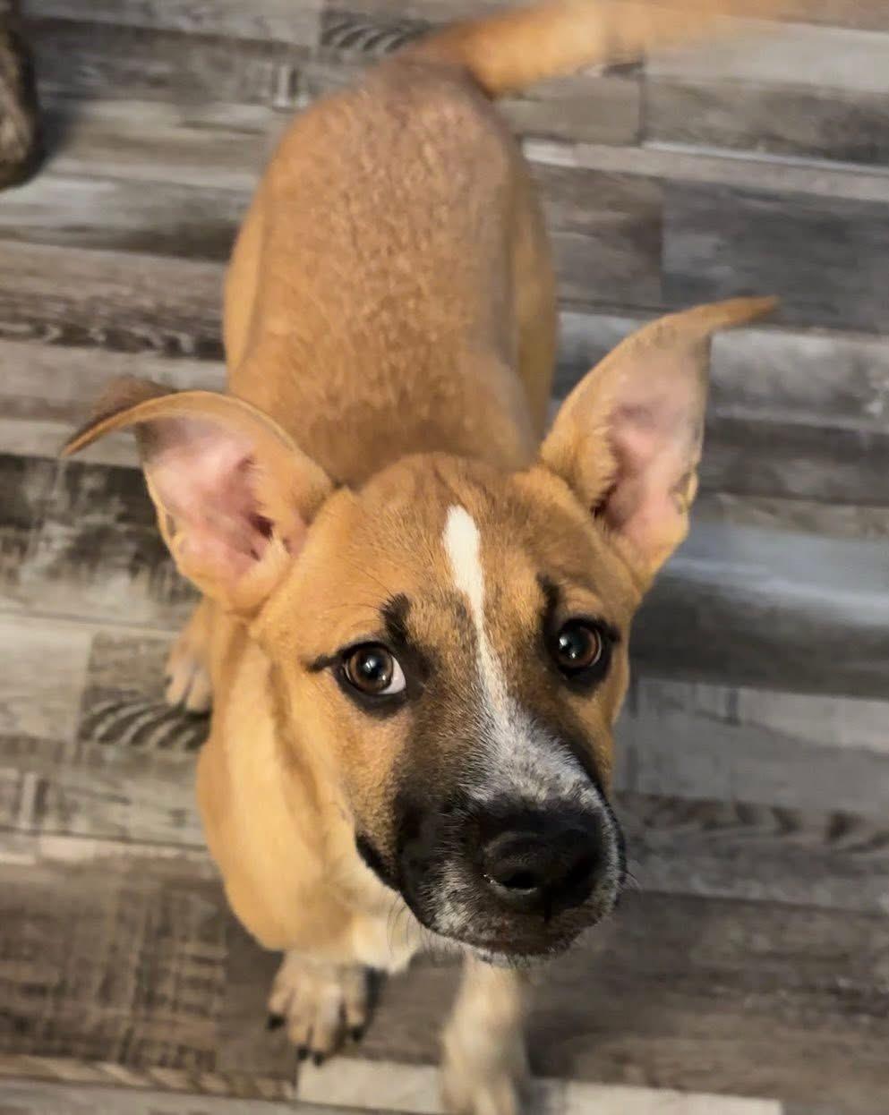 Enlarge Cinnamon , a Adoptable mixed breed in Toledo, OH image 3/3