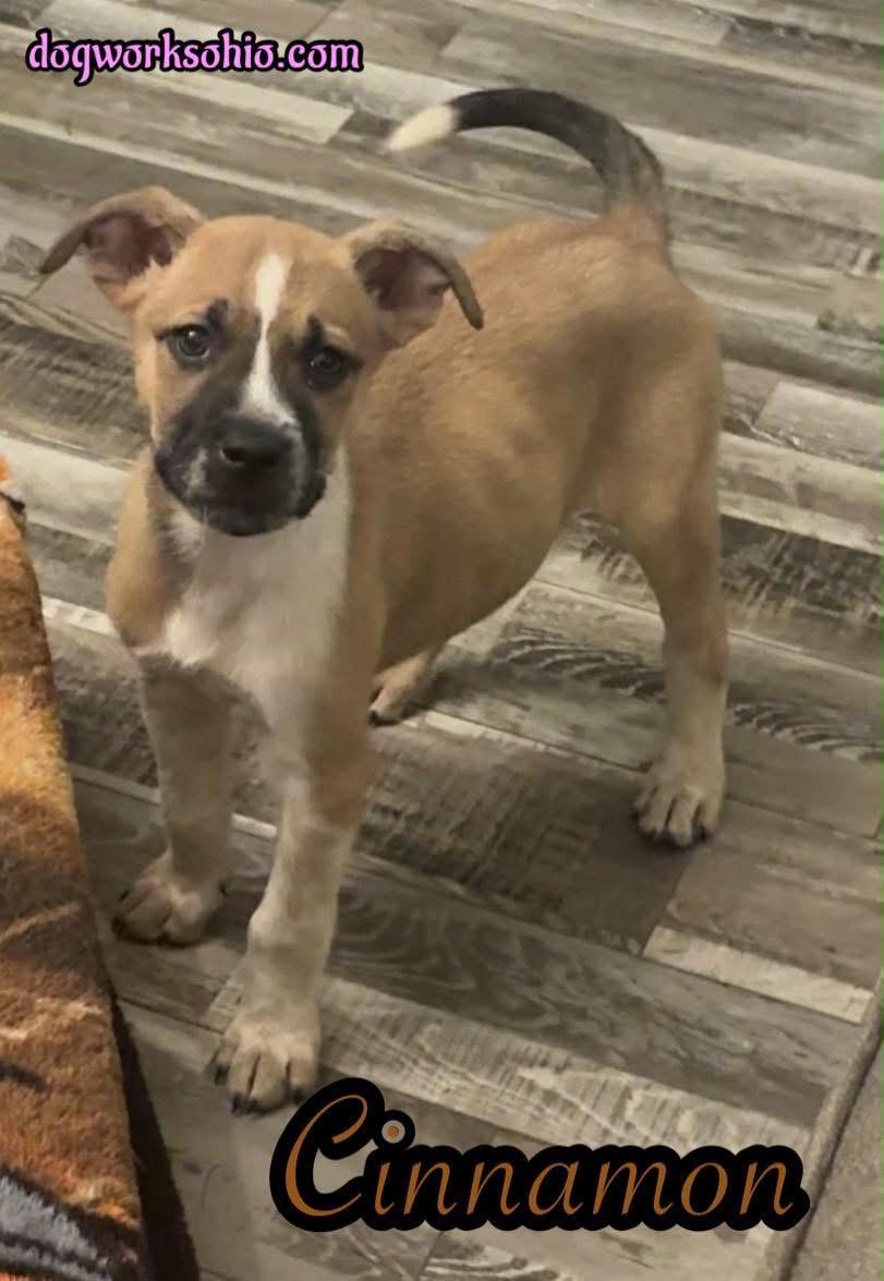 Enlarge Cinnamon , a Adoptable mixed breed in Toledo, OH image 1/3
