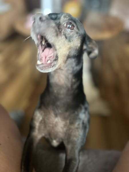 Tito, Adoptable, Adult Male Chihuahua.