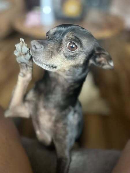 Tito, a Adoptable Chihuahua in Claremont, CA image 2/4