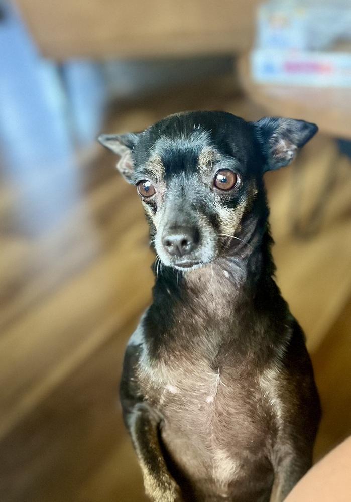 Tito, a Adoptable Chihuahua in Claremont, CA image 3/4
