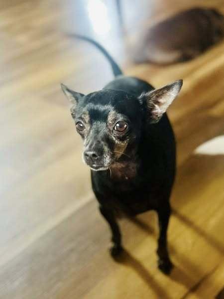 Tito — thumbnail 4