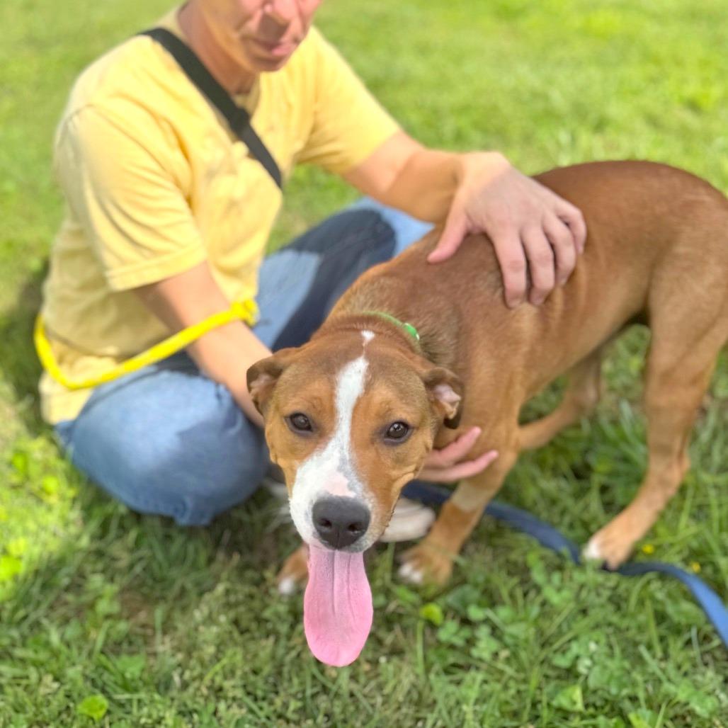 Kirby, a Adoptable Mixed Breed in Hendersonville, NC image 1/6