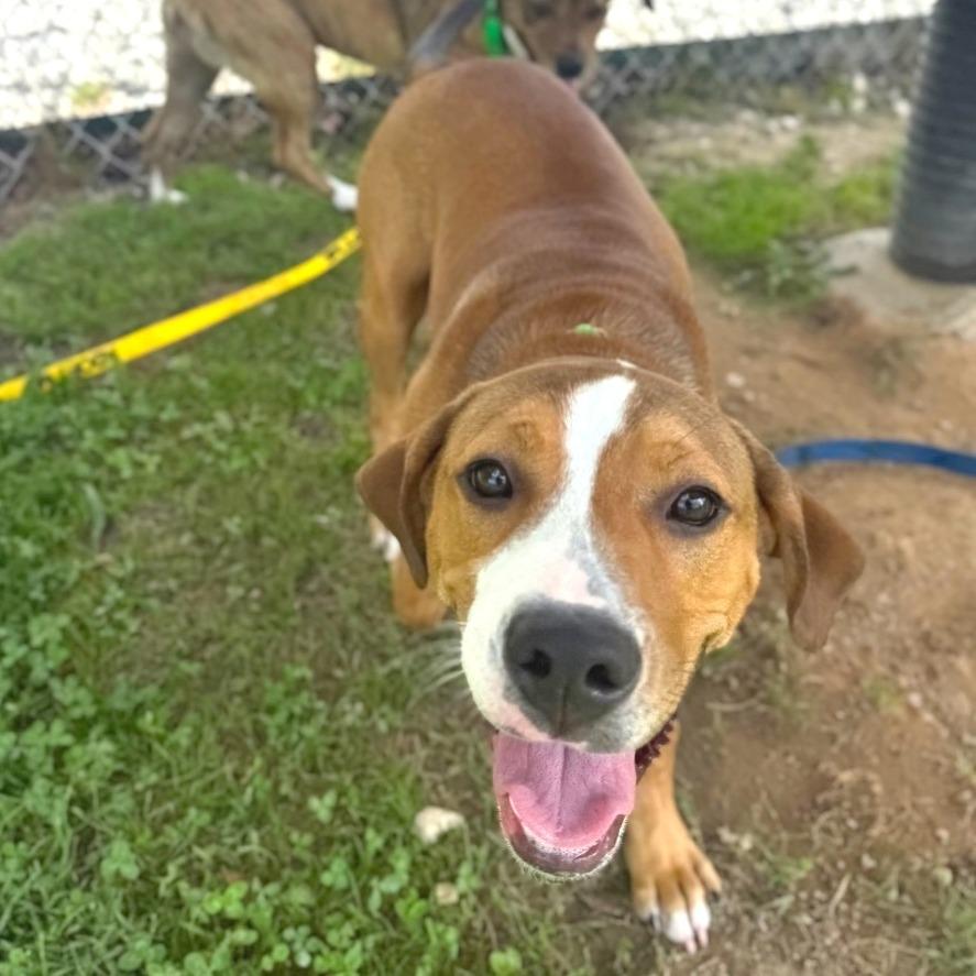 Kirby, a Adoptable Mixed Breed in Hendersonville, NC image 2/6
