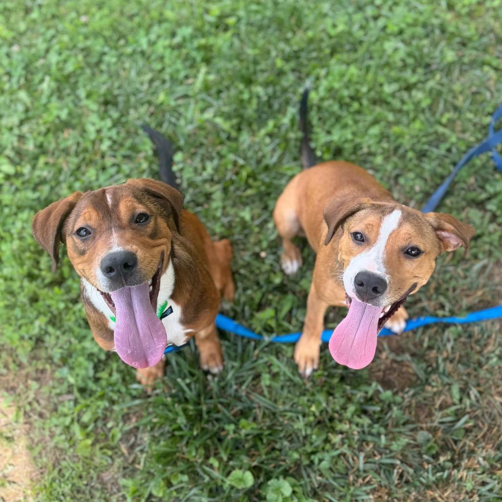 Kirby, a Adoptable Mixed Breed in Hendersonville, NC image 3/6