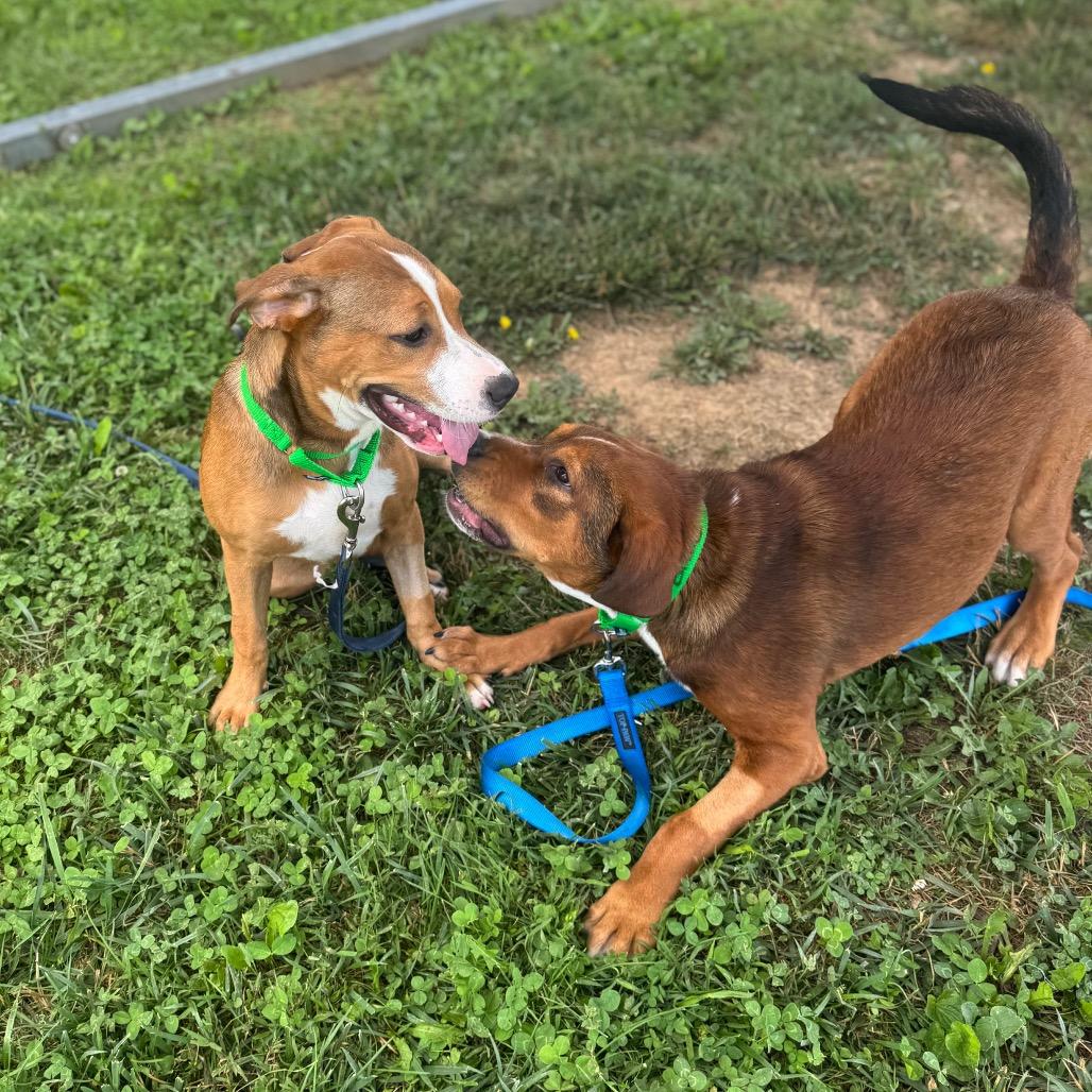 Kirby, a Adoptable Mixed Breed in Hendersonville, NC image 4/6