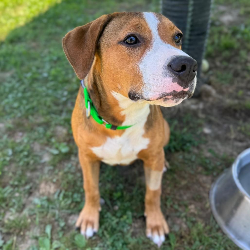 Kirby, a Adoptable Mixed Breed in Hendersonville, NC image 5/6