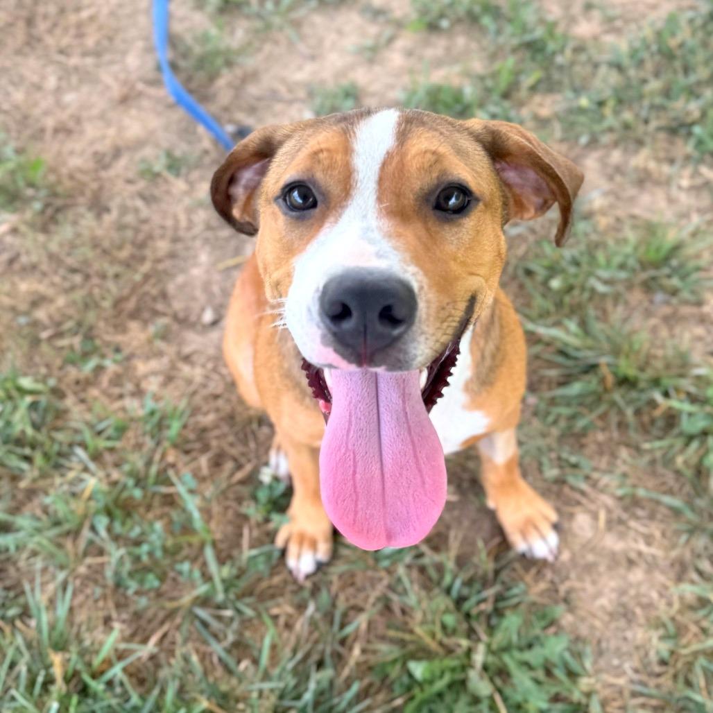 Kirby, a Adoptable Mixed Breed in Hendersonville, NC image 6/6