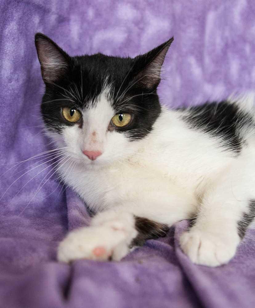 Ari, Adopted, Adult Female Domestic Short Hair.