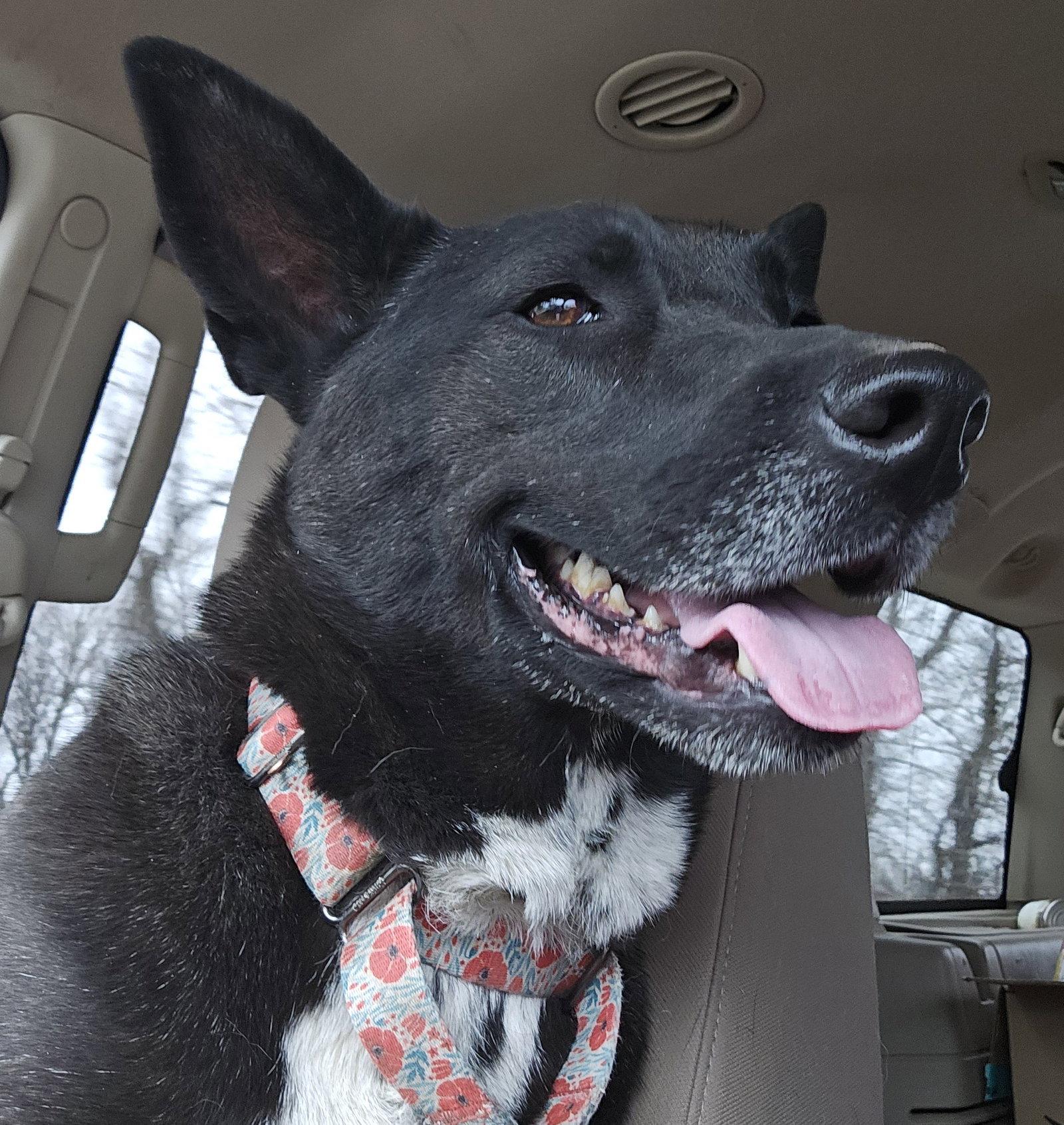 Lily Bloom, Adoptable, Adult Female Shepherd & Terrier.