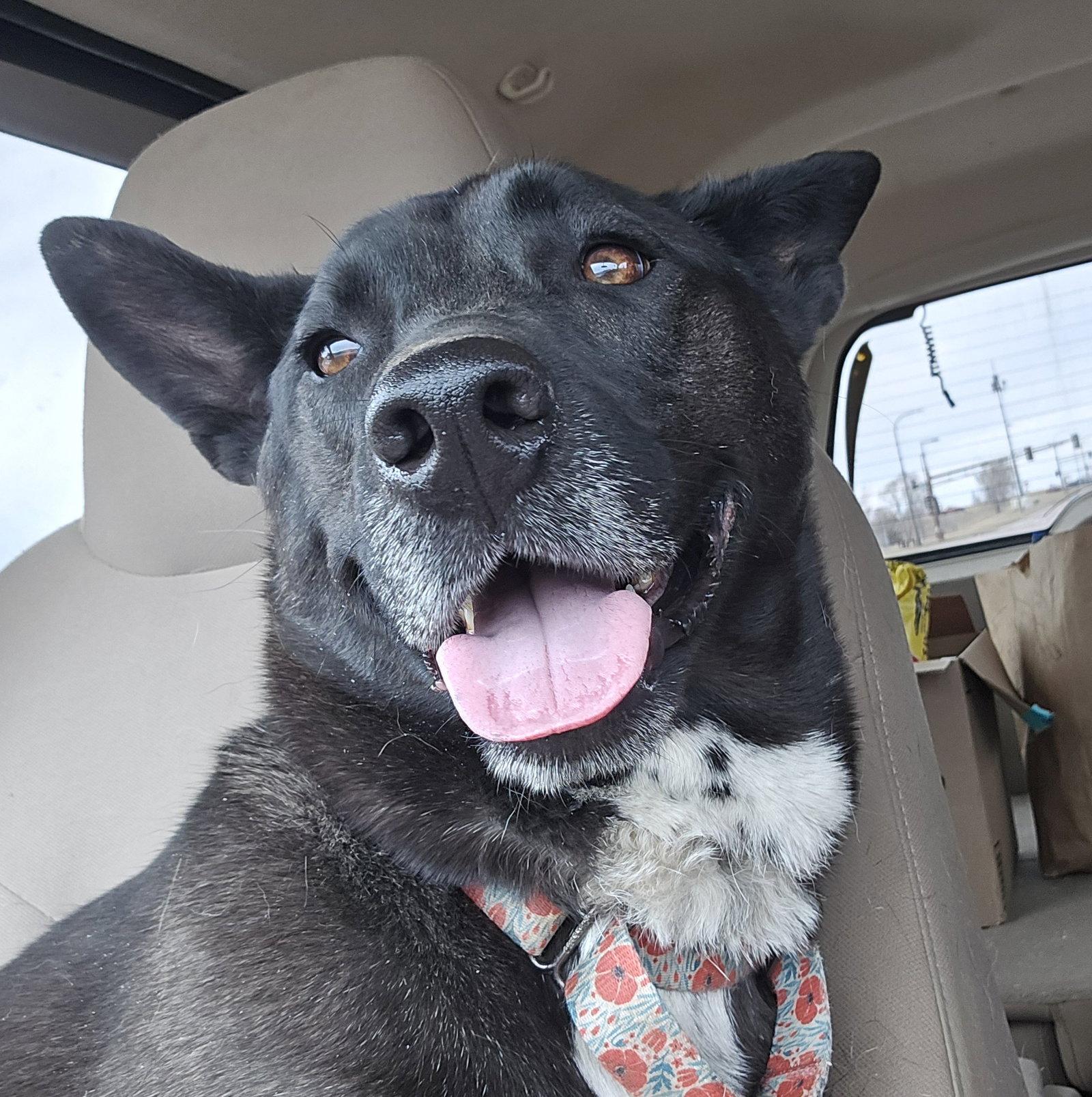 Lily Bloom, a Adoptable mixed breed in Brooklyn Center, MN image 2/3