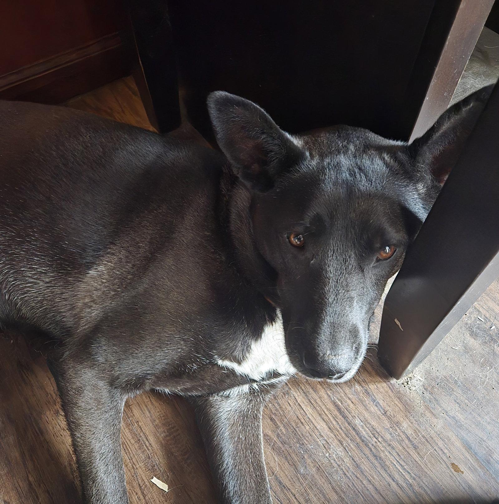 Lily Bloom, a Adoptable mixed breed in Brooklyn Center, MN image 3/3