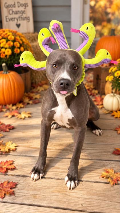 Enlarge Lucky, a Adoptable mixed breed in Dahlonega, GA image 2/2