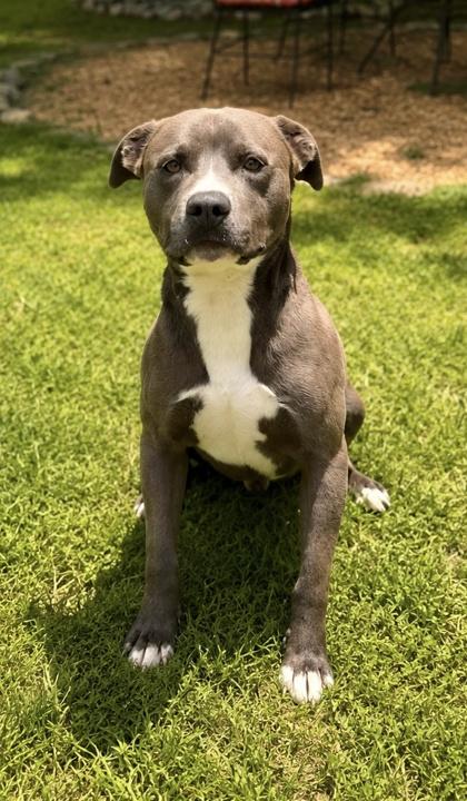 Enlarge Lucky, a Adoptable mixed breed in Dahlonega, GA image 1/1